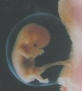 embryo1.jpg